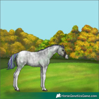 Horse Color:Painted Blue Onyx Ice Roan Tobiano Rabicano 