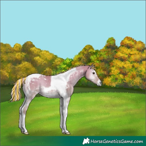 Horse Color:Painted Palomino Onyx Tobiano 