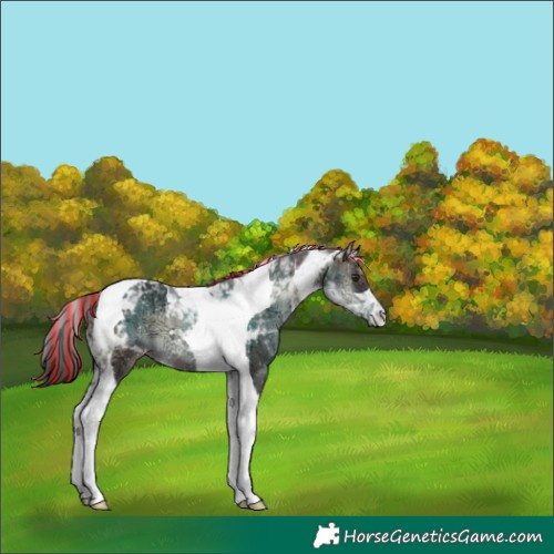 Horse Color:Painted Liver Red Onyx Ice Tobiano 