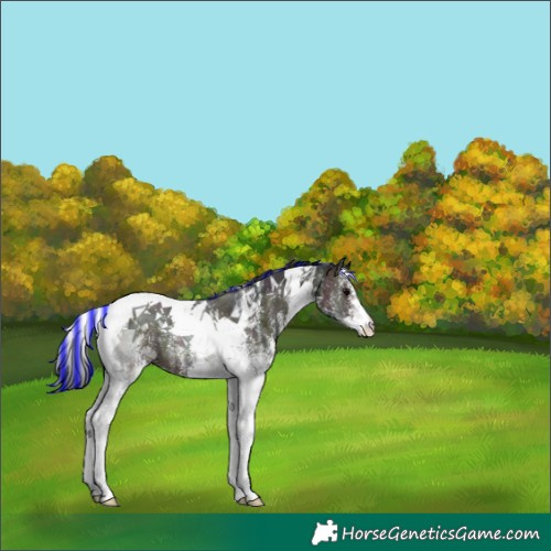 Horse Color:Painted White Spotted Midnight Bay Onyx Tobiano 