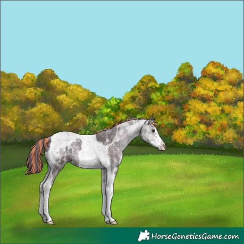 Horse Color:Platinum Painted Red Onyx Ice Sabino Tobiano 