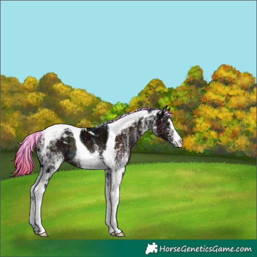 Horse Color:Painted White Spotted Midnight Liver Red Onyx Ice Tobiano