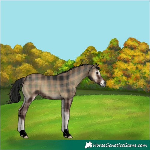 Horse Color:Gray Plaid  Blue Onyx 