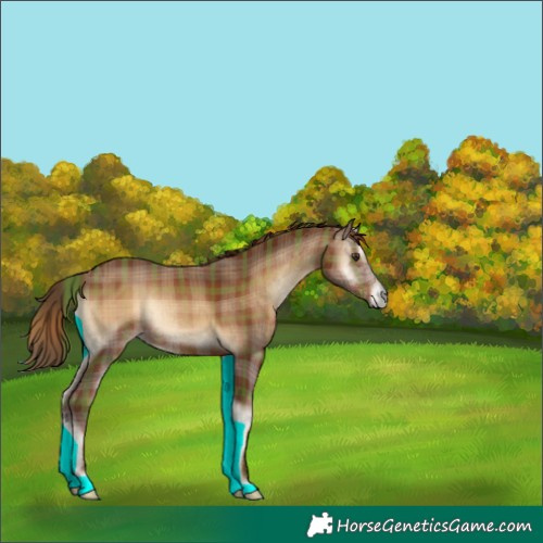 Horse Color:Plaid  Red Onyx 