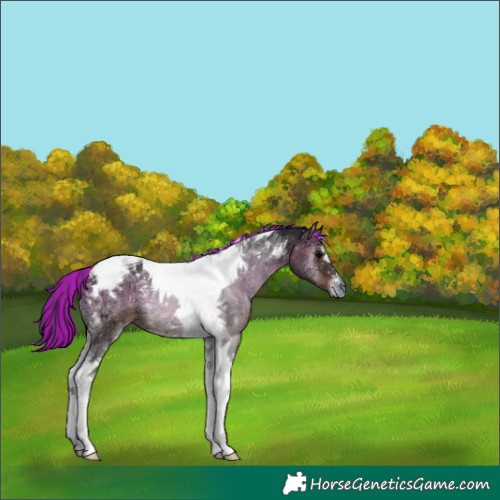 Horse Color:Painted Brown Ice Onyx Tobiano 