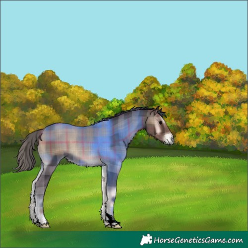 Horse Color:Plaid  Blue Onyx Rabicano 