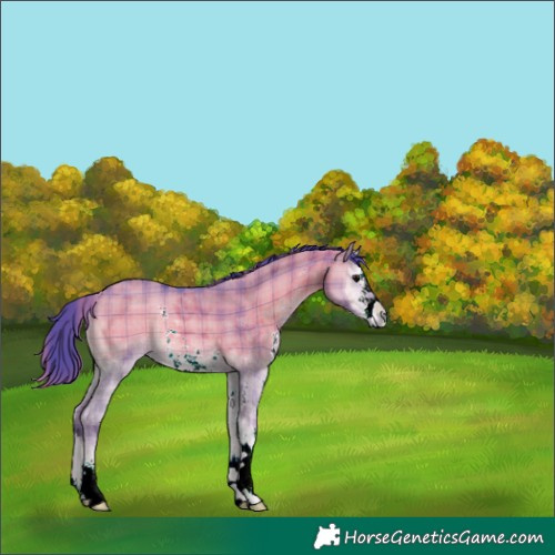 Horse Color:Watercolor Plaid  Grullo Onyx Sabino Rabicano 