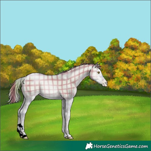 Horse Color:Watercolor Plaid  Smoky Grullo Pearl Onyx 