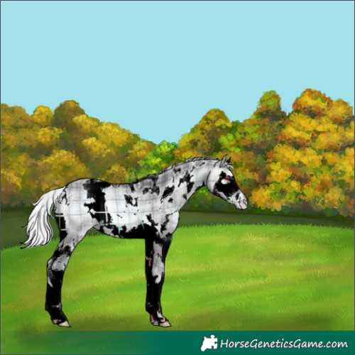 Horse Color:Plaid  White Spotted Silver Brown Chinchilla Onyx Splash 
