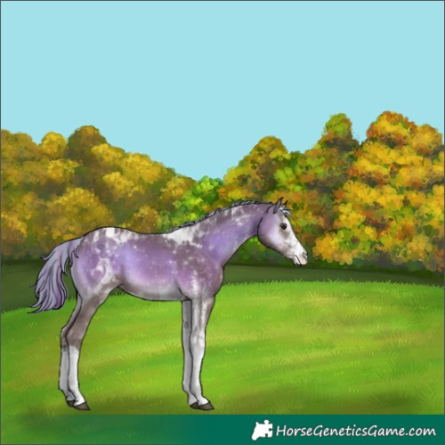 Horse Color:Platinum Painted White Spotted Red Onyx Tobiano Varnish 