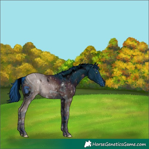 Horse Color:ERROR: UNKNOWN ANOMALY