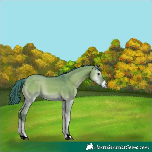 Horse Color:Watercolor Grullo Onyx 