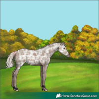 Horse Color:Plaid Silver Grullo Ice