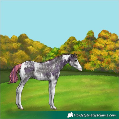 Horse Color:Painted Grullo Ice Onyx Sabino Tobiano 