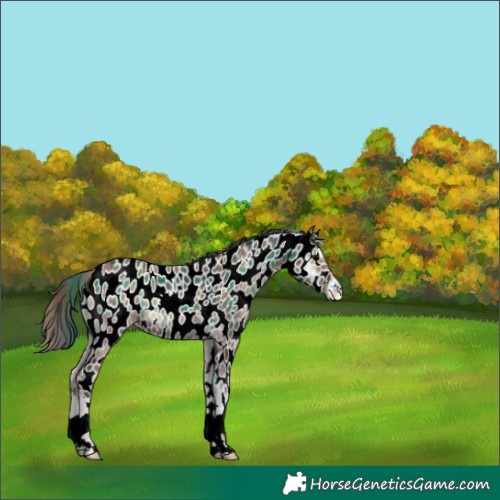 Horse Color:Plaid  Blue Onyx Appaloosa 