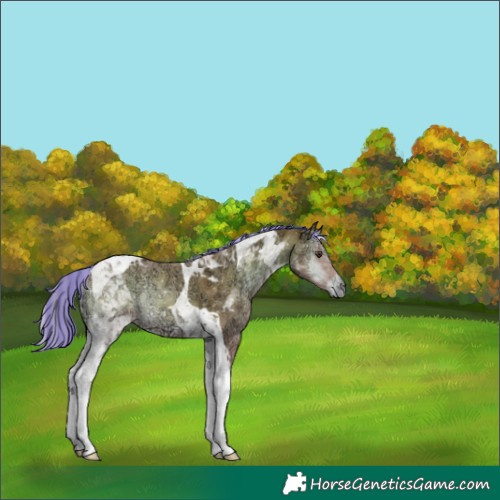 Horse Color:Painted Palomino Ice Onyx Tobiano Rabicano 