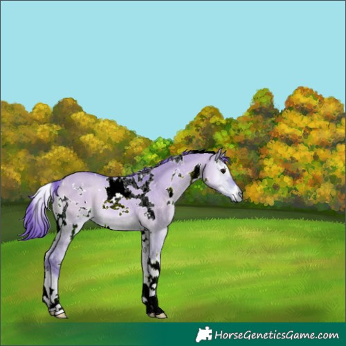Horse Color:Watercolor White Spotted Bay Onyx 