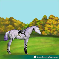 Horse Color:Watercolor White Spotted Bay Onyx 