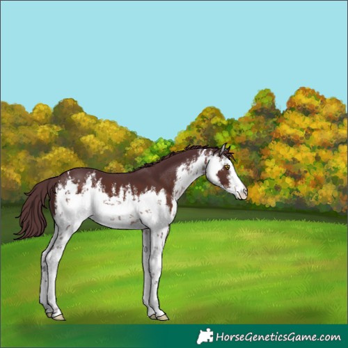 Horse Color:White Spotted Chocolate Brown 