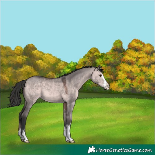 Horse Color:Platinum Bay Dun 