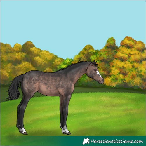 Horse Color:Platinum Brown 