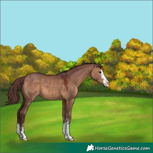 Horse Color:Chocolate Brown Dun 