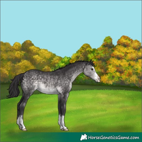 Horse Color:Platinum Buckskin 