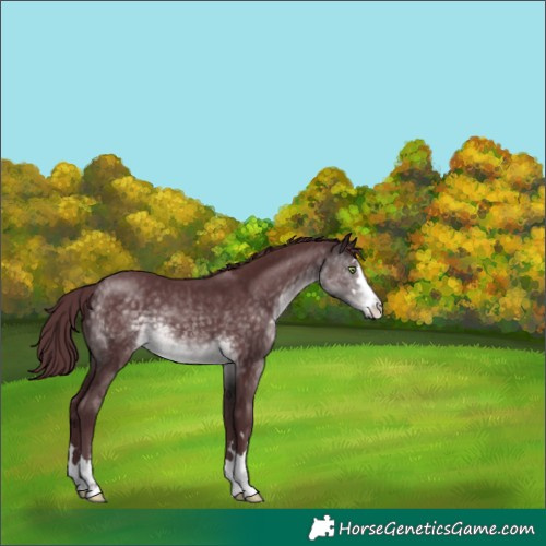 Horse Color:Platinum Chocolate Buckskin 
