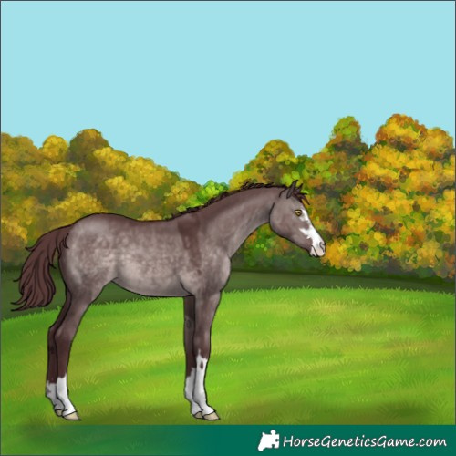 Horse Color:Platinum Chocolate Brown Dun 
