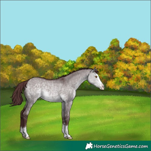 Horse Color:Platinum Chocolate Buckskin Dun 