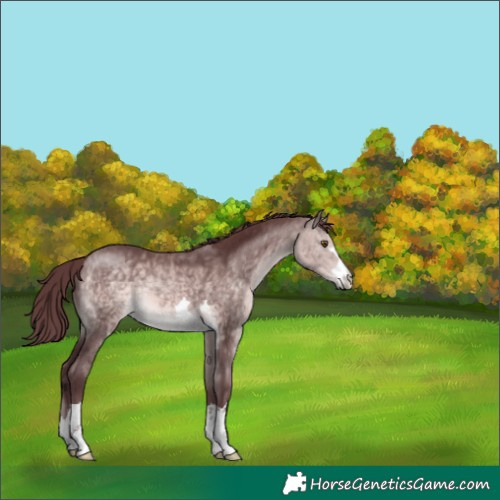 Horse Color:Platinum Chocolate Buckskin 