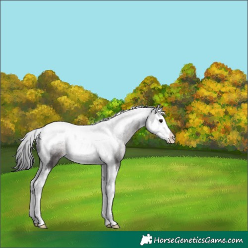 Horse Color:Platinum Brown Dun Splash Tobiano 