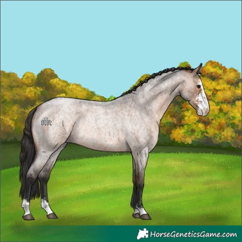 Horse Color:Brown Roan Dun Sabino Rabicano