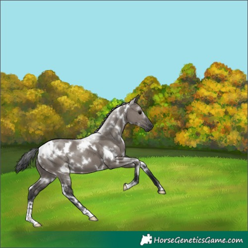 Horse Color:White Spotted Grullo
