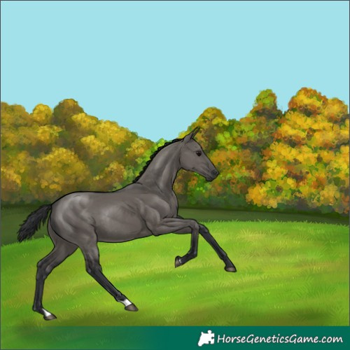 Horse Color:Grullo Rabicano 
