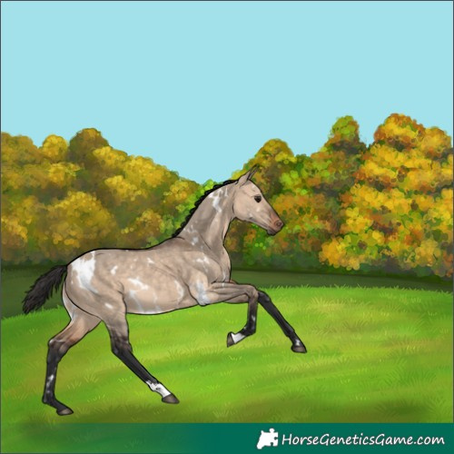 Horse Color:White Spotted Brown Dun Rabicano 
