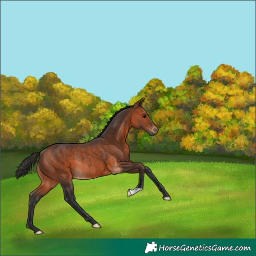 Horse Color:Brown Rabicano 