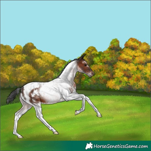 Horse Color:White Spotted Brown Tobiano 