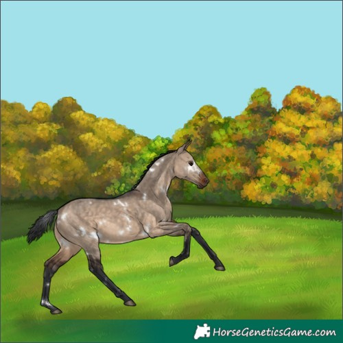 Horse Color:White Spotted Brown Dun Rabicano 