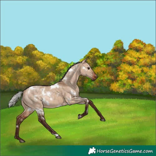 Horse Color:White Spotted Silver Bay Dun Rabicano 