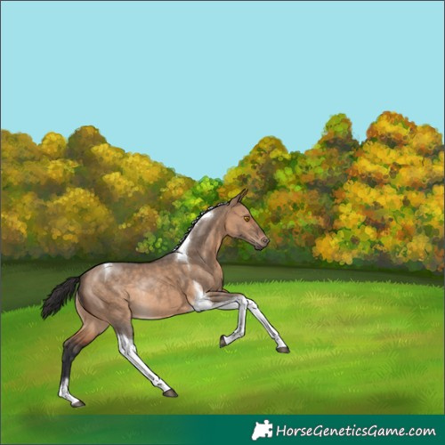 Horse Color:Brown Dun Tobiano Rabicano 