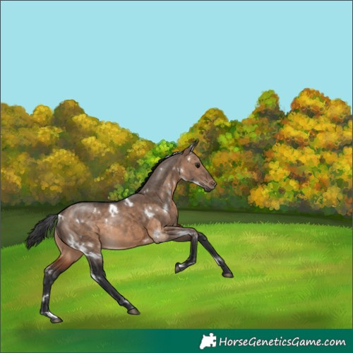 Horse Color:White Spotted Brown Dun Rabicano