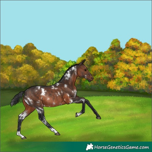Horse Color:White Spotted Brown Rabicano 