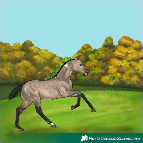Horse Color:White Spotted Brown Dun Rabicano