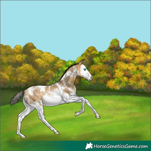 Horse Color:White Spotted Buckskin Dun Splash Rabicano 