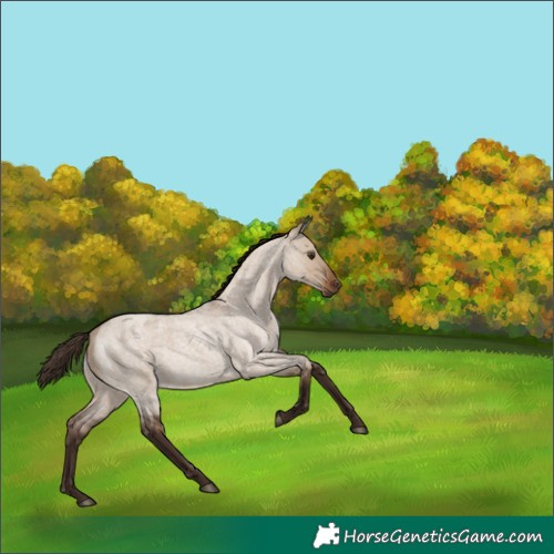 Horse Color:Liver Red Dun Roan 