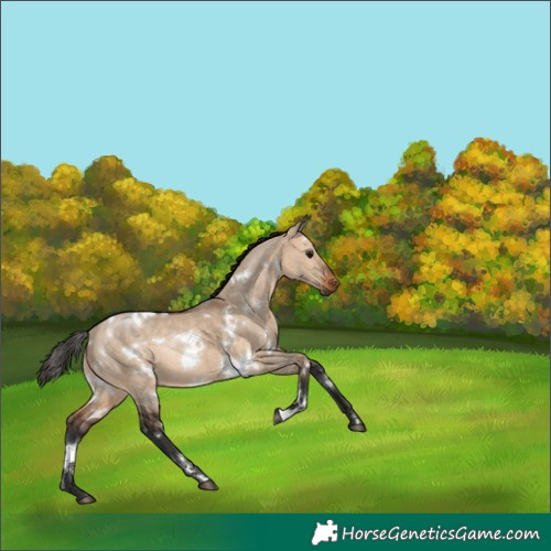 Horse Color:White Spotted Bay Dun Rabicano
