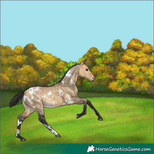 Horse Color:White Spotted Buckskin Dun 
