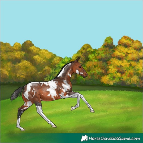 Horse Color:White Spotted Brown Tobiano Rabicano 