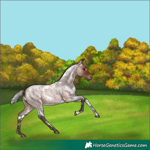Horse Color:White Spotted Silver Brown Roan Rabicano 